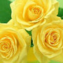 Small c505211976fff0829366d85e85cfdabd