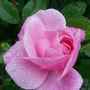 Small f09c3a5ff47deb1d18d3a881fb8960a6